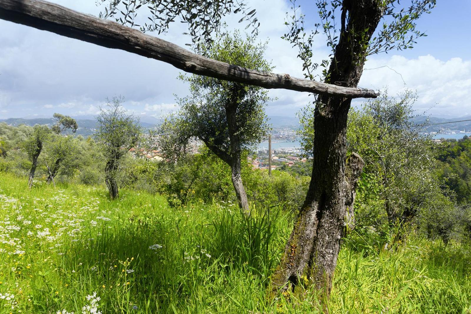 Ferienwohnung Gli Ulivi Sul Golfo E Le 5 Terre La Spezia Exterior foto